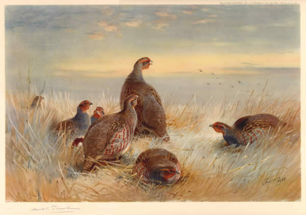 Archibald Thorburn Partridges in the Stubble